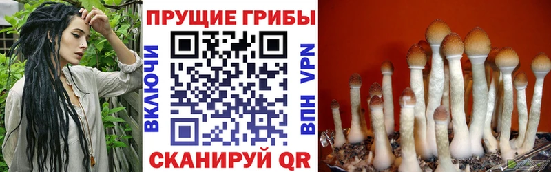 kraken ONION  Лесозаводск  Галлюциногенные грибы Cubensis 